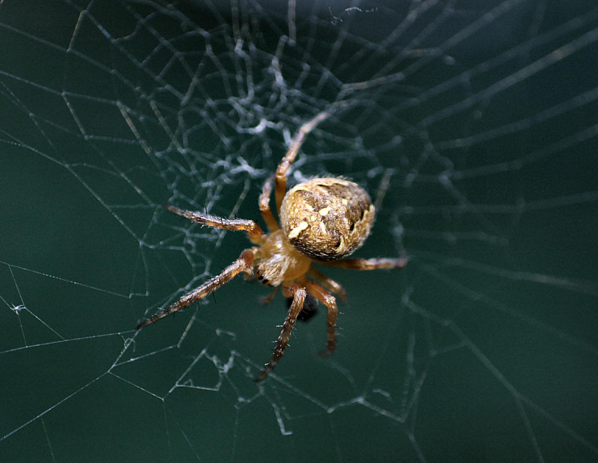 Araneus diadematus - Lesmo (MB)